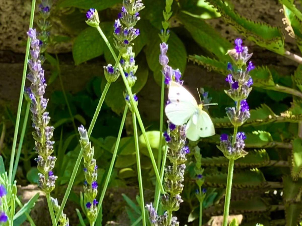 Buzanada Macaronesia Love Spa, Sauna Y Piscina מראה חיצוני תמונה